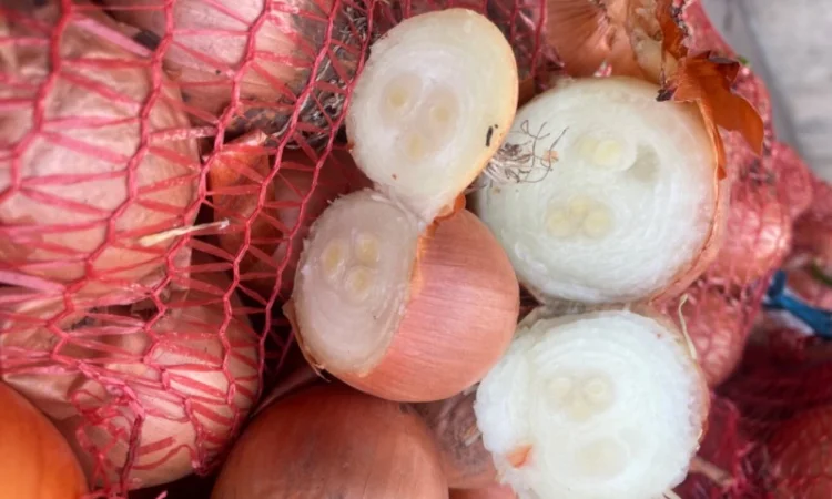 Продаю лук сорт штутгарт - фото № 2