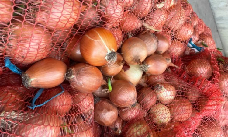 Продаю лук сорт штутгарт - фото № 4