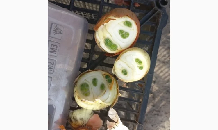 Продаю лук сорт штутгарт - фото № 5