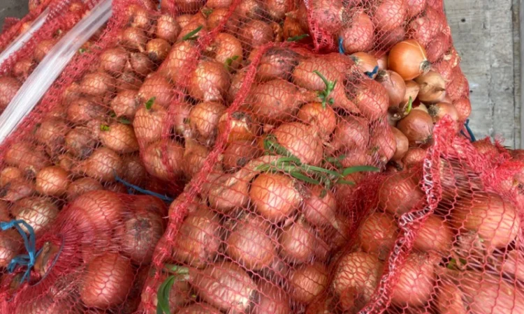 Продаю лук сорт штутгарт - фото № 6