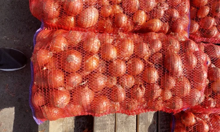 Продам лук желтий - фото № 2