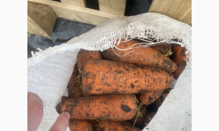 Продам лук желтий - фото № 5