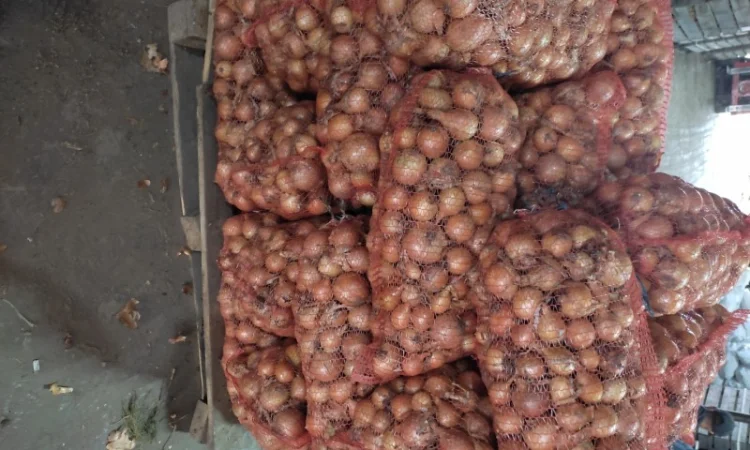 Продам цибулю медузу та франциско - фото № 1