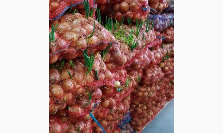 Продам цибулю - фото № 1