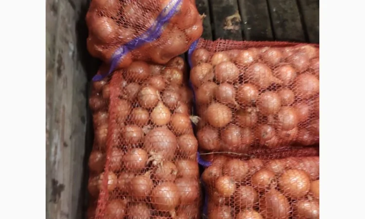 Продам Лук - фото № 1