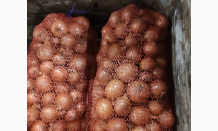 Продам Лук - фото № 2