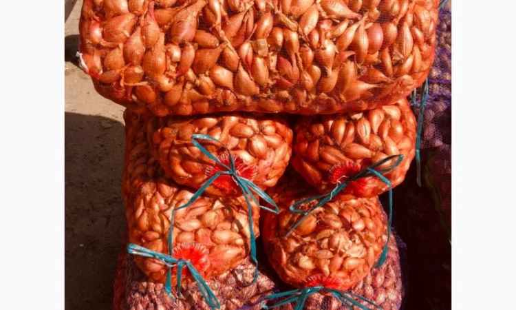 Куплю лук кущевку шалот - фото № 1