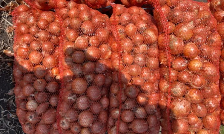 Продам Лук Дерек - фото № 1