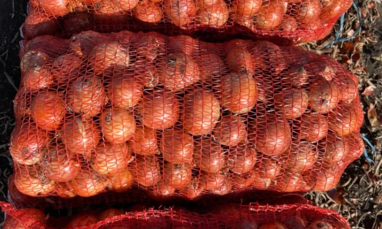 Продам Лук Дерек - фото № 2