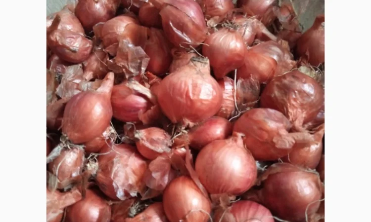 Продам кущівку - фото № 1