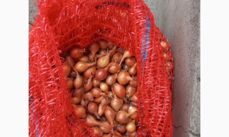 Продам лук севок урожай 2023 года(тыканка) - фото № 1