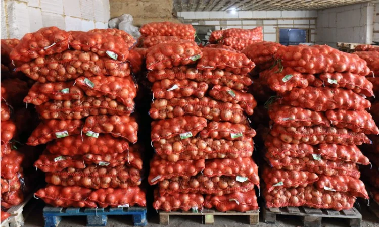 Купим лук - фото № 2