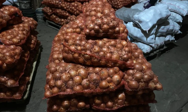 Продам цибулю. Сорт Медуза - фото № 2