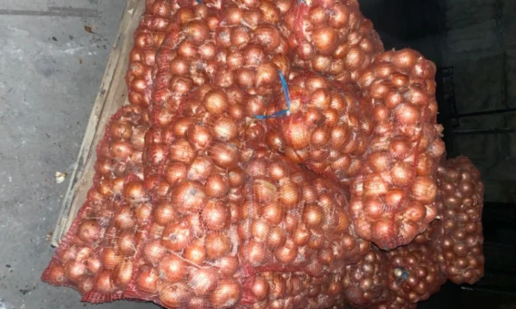 Продам цибулю. Сорт Медуза - фото № 3