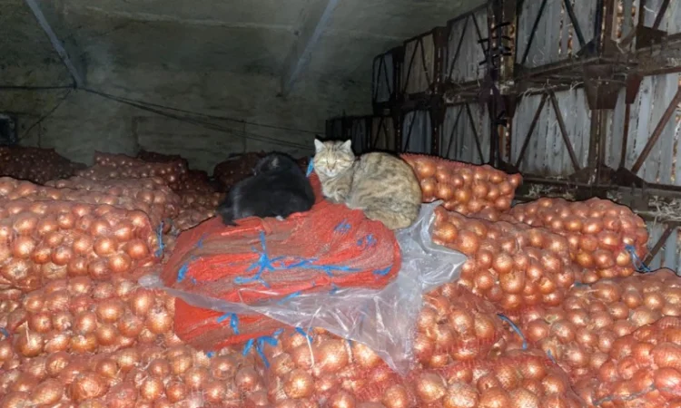 Продам цибулю. Сорт Медуза - фото № 4