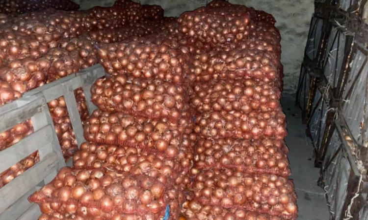 Продам цибулю. Сорт Медуза - фото № 6