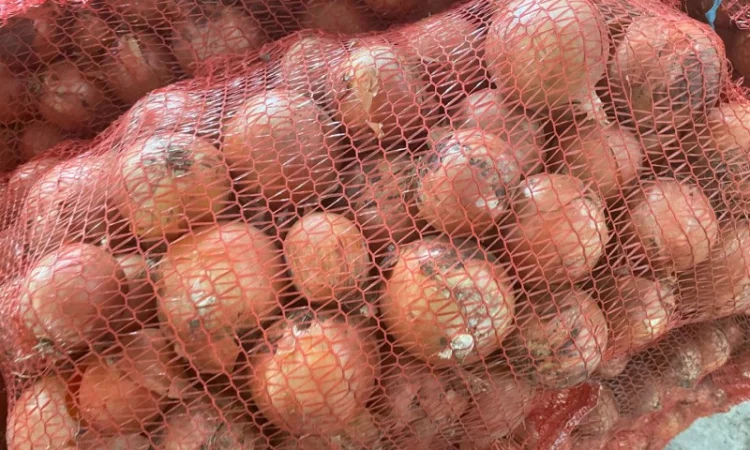 Цибуля ріпчаста - фото № 1