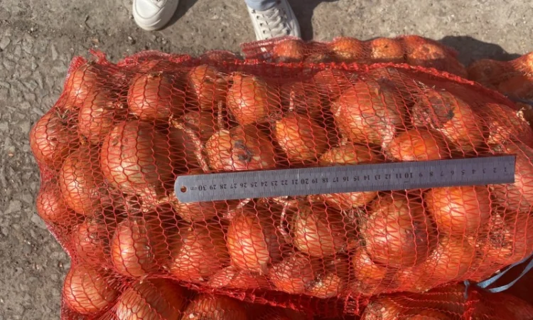 Цибуля ріпчаста - фото № 2