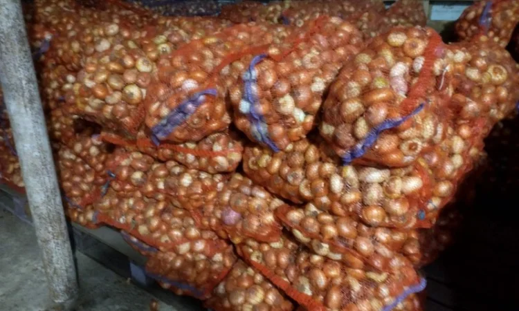 Цибуля лук штудгарт зелене перо продам - фото № 1