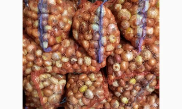 Цибуля лук штудгарт зелене перо продам - фото № 3