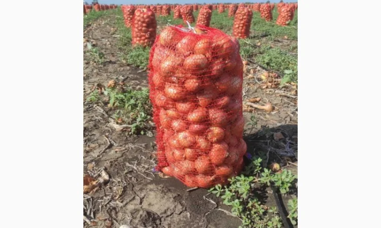 Продам лук штутгарт - фото № 1