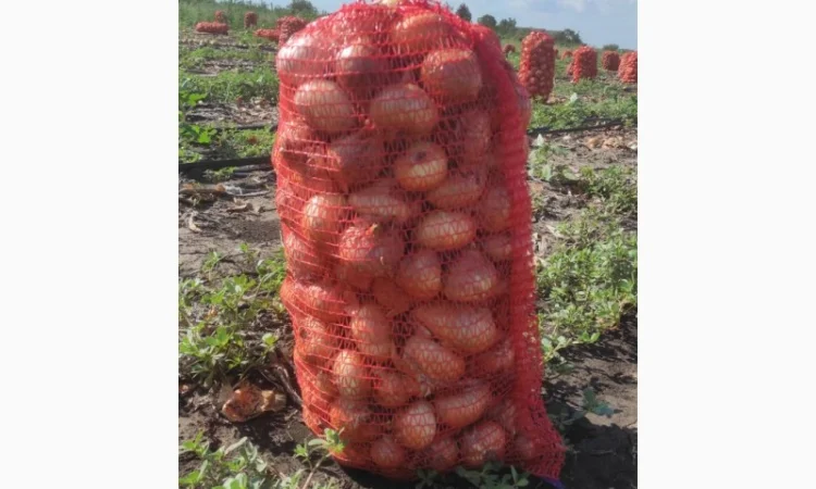 Продам лук штутгарт - фото № 2