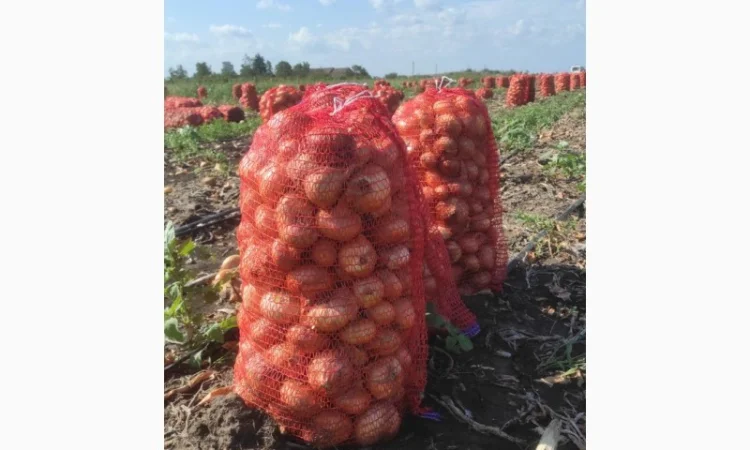 Продам лук штутгарт - фото № 3