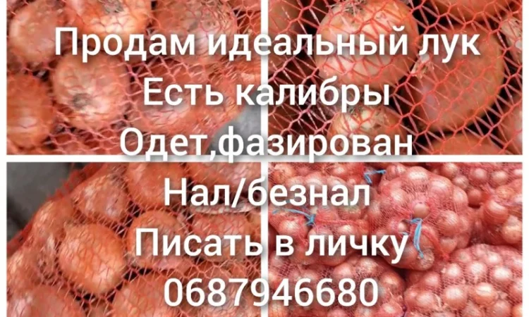 Продам идеальный лук - фото № 1