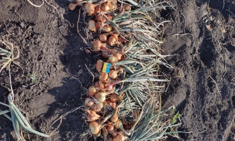 Штутгарт на перо - фото № 5