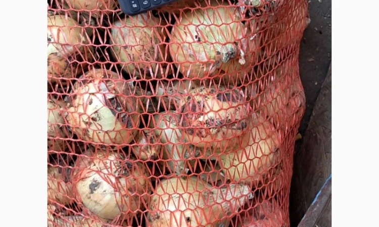 Продам лук молодой - фото № 1