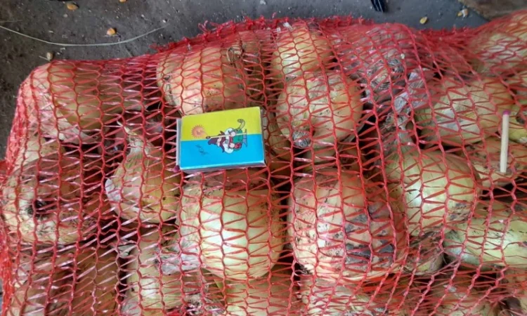 Продам лук молодой - фото № 2