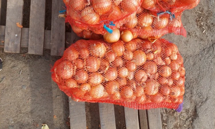 Продам цибулю Киев - фото № 1