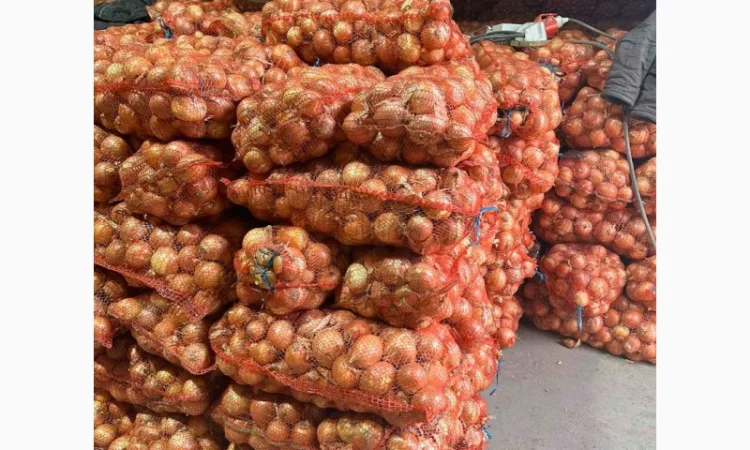 Продам лук желтий - фото № 2