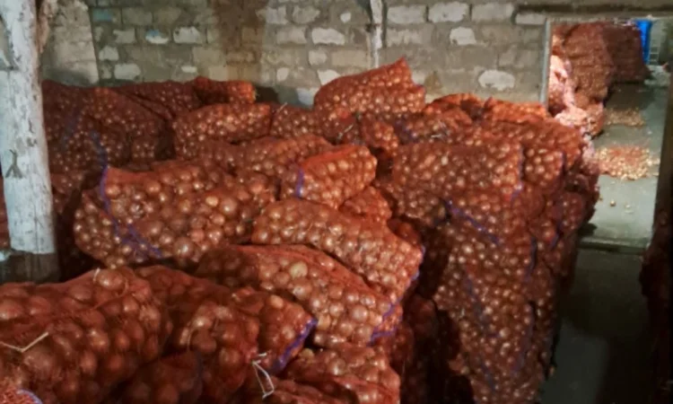 Продам лук - фото № 3