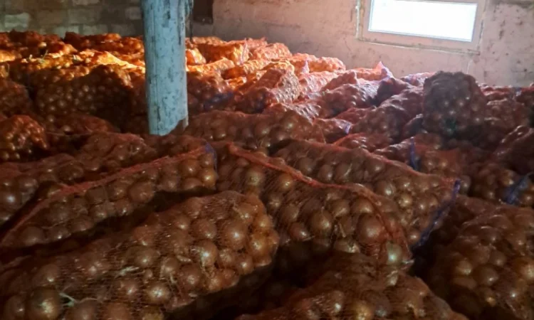 Продам лук - фото № 5