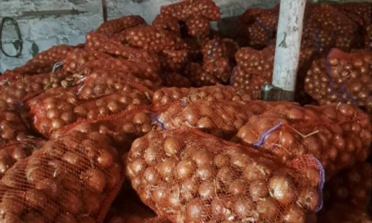 Продам лук - фото № 6