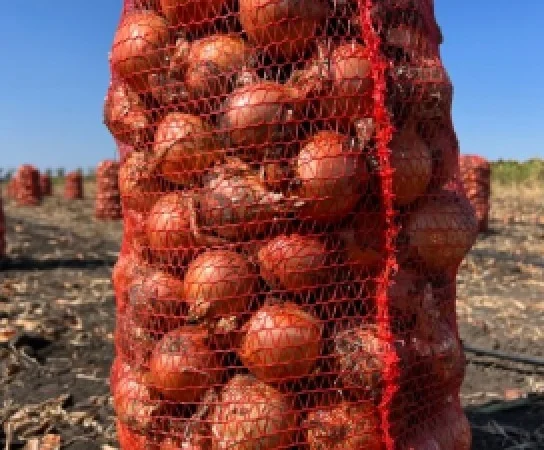 Продам лук - фото № 1