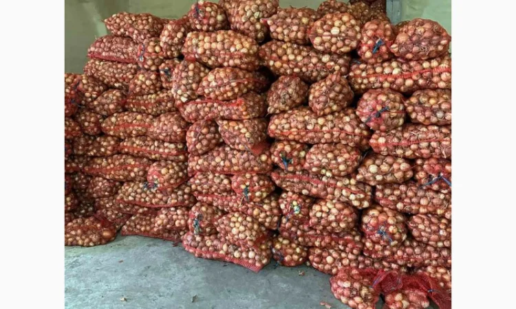 Продам цибулю - фото № 1