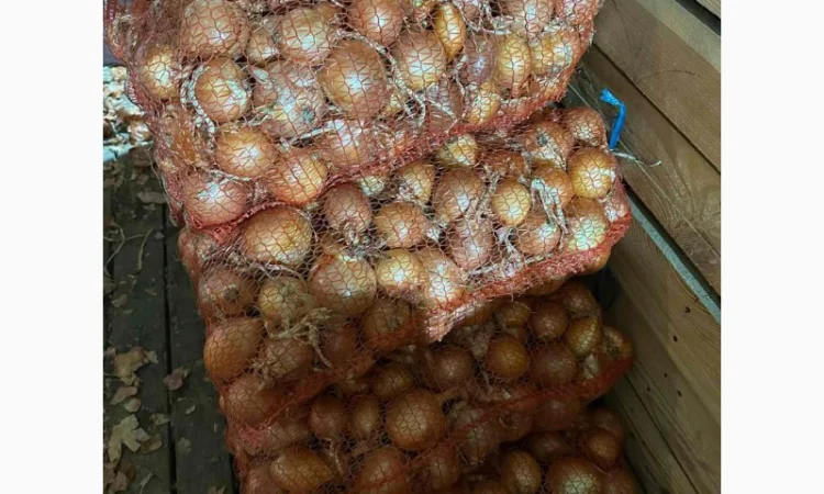 Продам цибулю - фото № 2