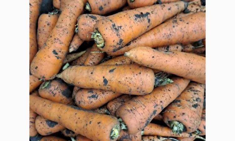 Куплю морковь оптом 1-2 сорт - фото № 1