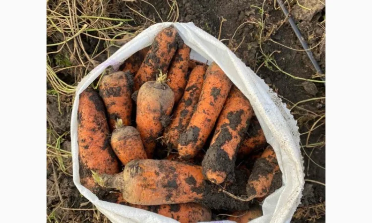 Продаж моркви та буряка від виробника - фото № 2