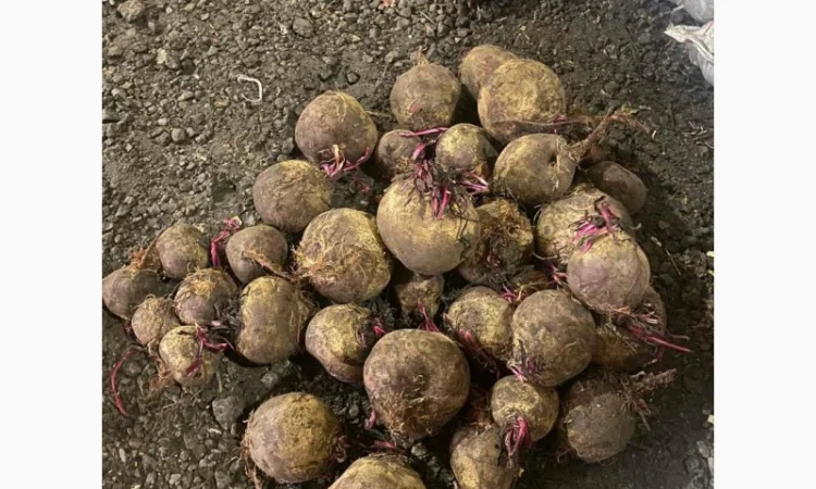 Продаж моркви та буряка від виробника - фото № 6