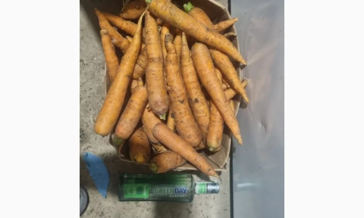 Продаж моркви від фермера, 5 тонн - фото № 2