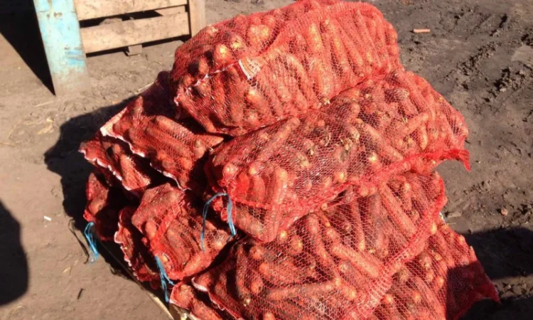 Продаж моркви від фермера, 5 тонн - фото № 3