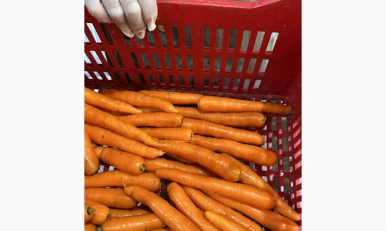 Морковь урожай 2024 - фото № 1