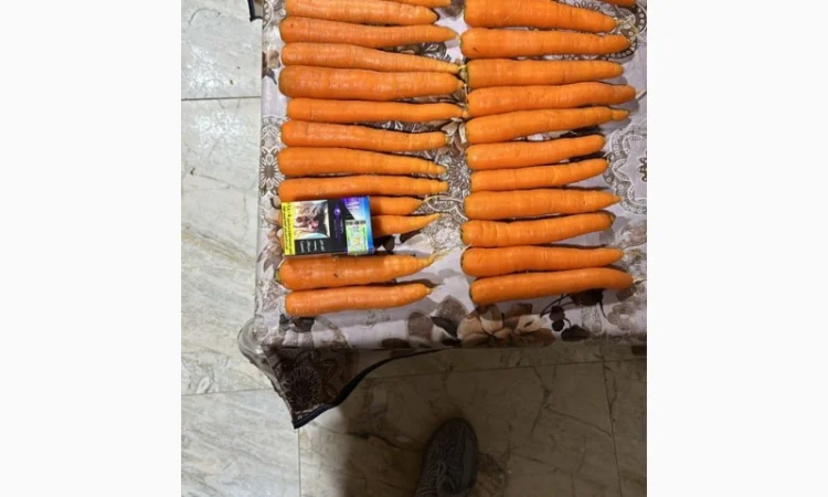 Морковь урожай 2024 - фото № 2