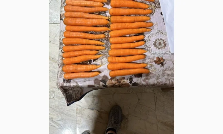 Морковь урожай 2024 - фото № 3