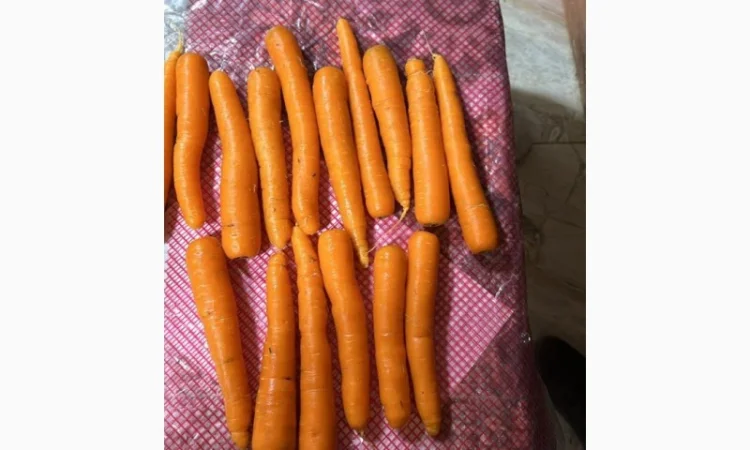 Морковь урожай 2024 - фото № 4