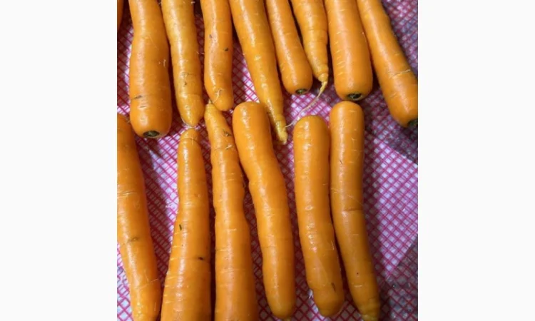 Морковь урожай 2024 - фото № 5