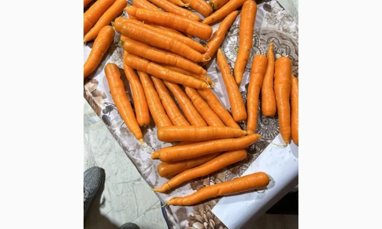 Морковь урожай 2024 - фото № 6